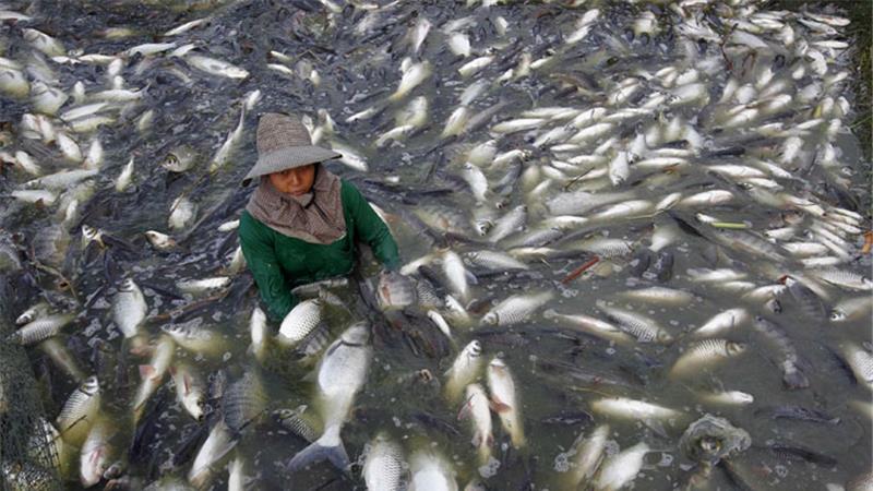 Ikan