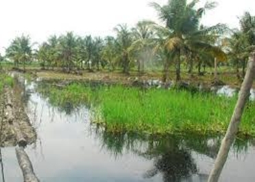 Tani