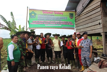 Panen raya keladi sinaboi