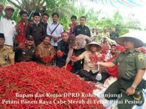 Panen Raya Cabe Merah Seluas 40 Hektar di Teluk Piyai Pesisir Di Hadiri Bupati Rokan Hilir