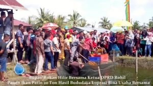 Bupati Suyatno bersama Ketua DPRD Rohil Saat panen ikan patin 20 Ton di Bagansiapiapi