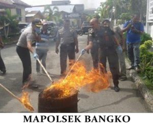 Pemusnahan Daun Ganja di Mapolsek Bangko Targetkan 1 Tersangka Lagi Masih(DPO)