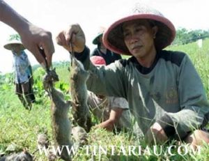 Diserang Hama Tikus, Ratusan Hektar Padi Gagal Panen di Baganjawa Bgansiapiapi.