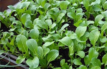 Sayur