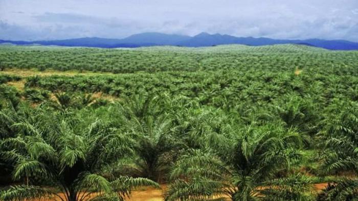 Kebun sawit lebat