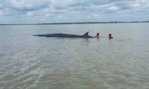 Masyarakat Nelayan Kecamatan Palika , Selamatkan Ikan Paus yang Terdampar di Perairan Pantai Kec.Palika Kabupaten Rohil