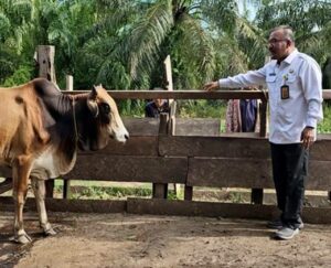 Dinas LH Rohil Sembelih Hewan Qurban 10 Ekor Lembu 1 Kambing
