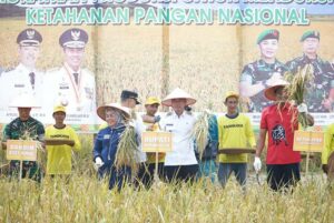Bupati Afrizal Sintong.S.IP., M.Si Panen Raya Padi Binaan Kodim 0321 Rohil