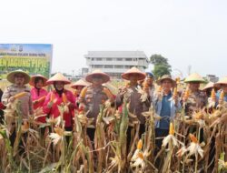 Polres Dumai Sukses Gelar Panen Jagung Pipil, Dukung Ketahanan Pangan Nasional