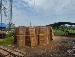 Dua Tersangka  Illegalloging di Sinaboi Ditangkap,Polres Rohil Sita Kayu Olahan Siap Jual,Ini Operandilnya